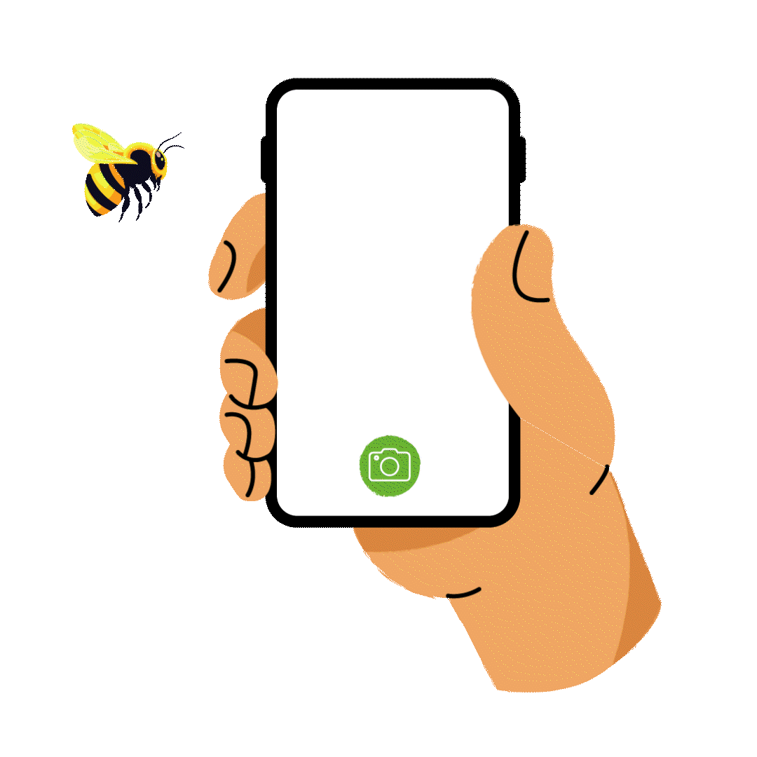 Illustration of a hand holding an iPhone, using the Seek app to identify a bumbe-bee.